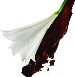 Yves Saint Laurent Mon Paris 30 Ml - Eau De Parfum - Damesparfum -Luxe Geur Verkoopwinkel 1181x1200 1