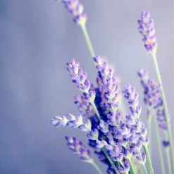 Spider-Man Geschenkset - Eau De Toilette 100 Ml & Douchegel 60 Ml - Met Toilettas -Luxe Geur Verkoopwinkel 1200x1200 317